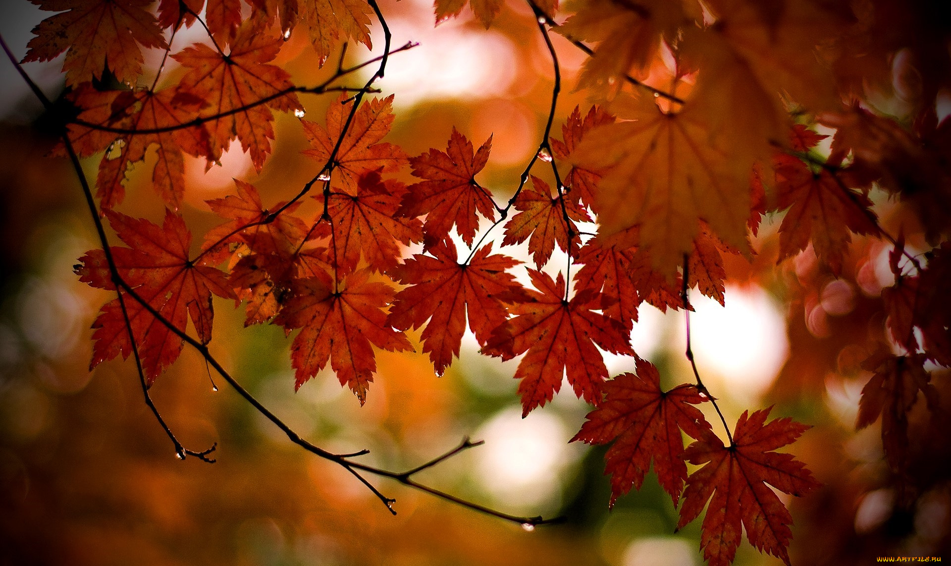 природа, листья, клен, ветки, осень, дерево, капли