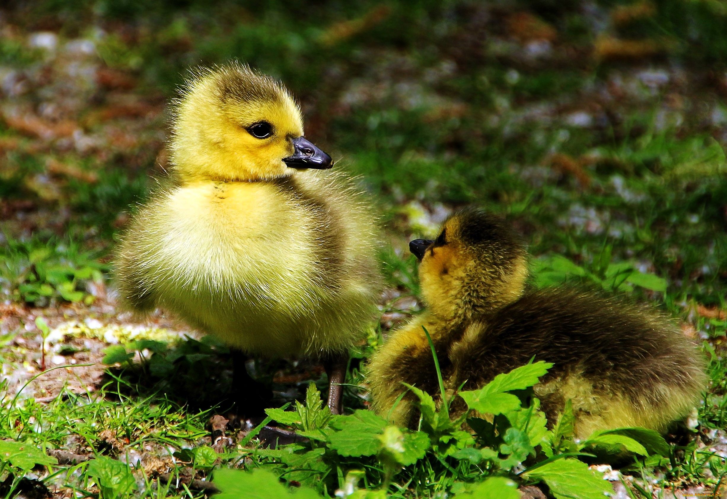 животные, гуси, утята, птенцы, трава