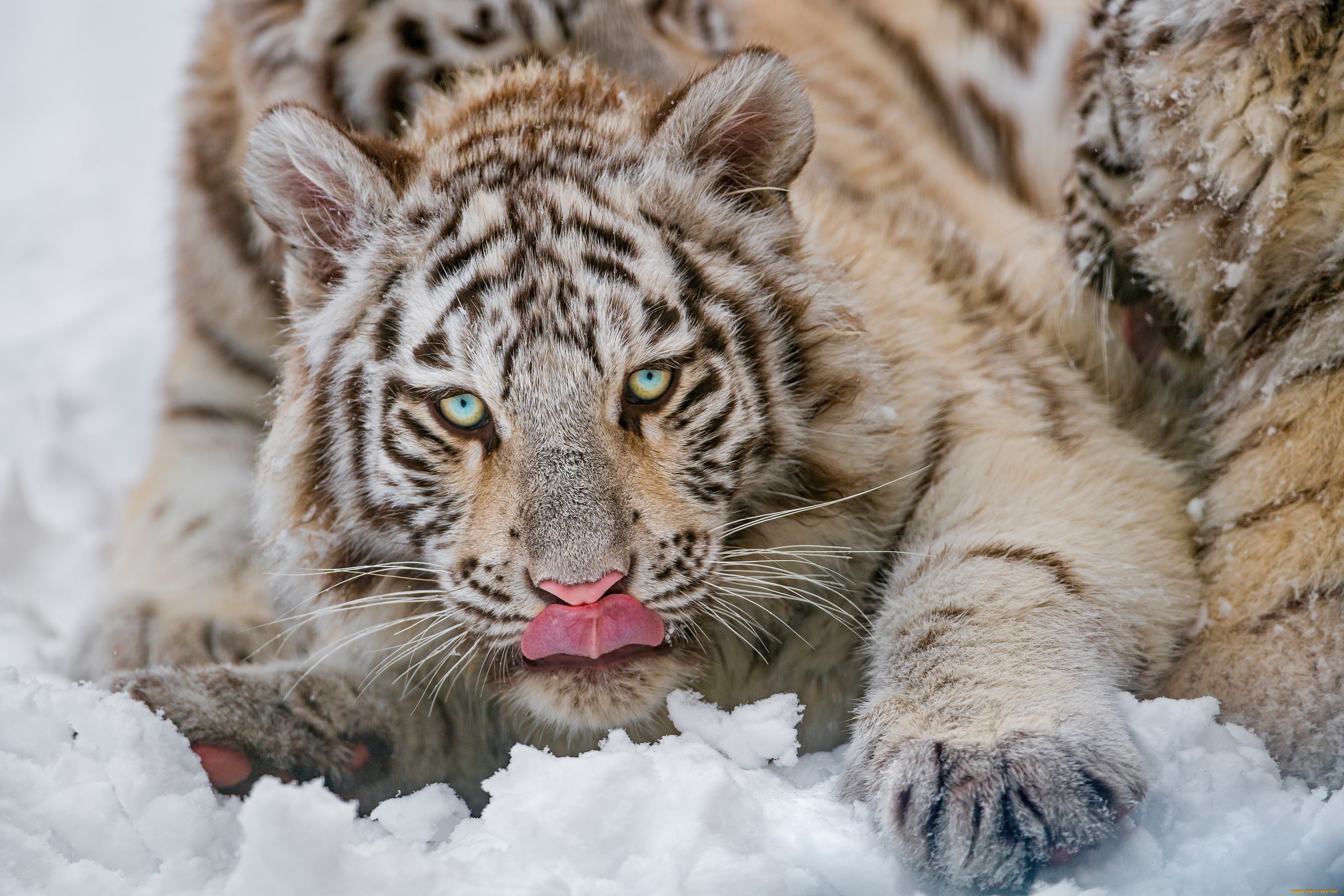 животные, тигры, тигр