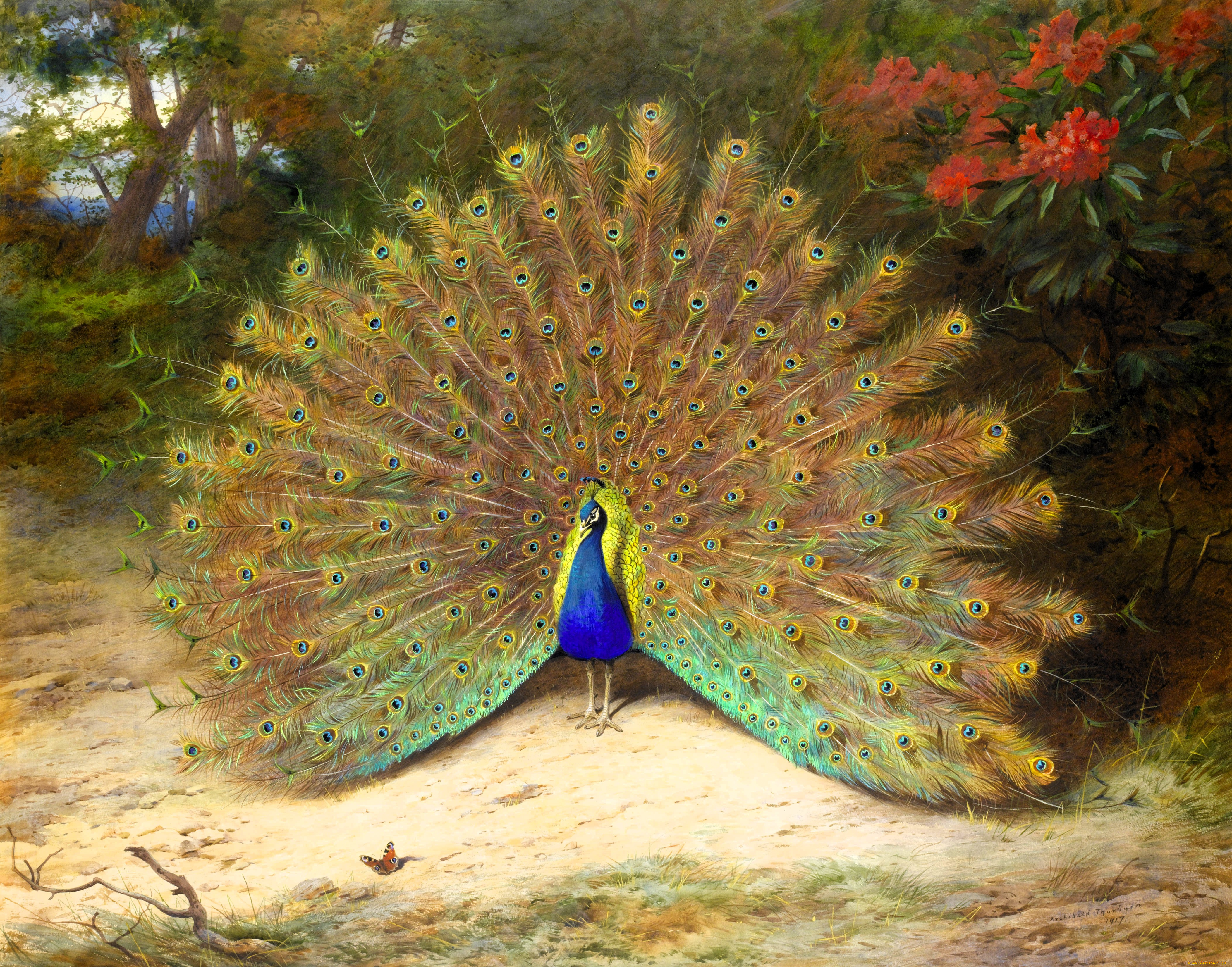 рисованное, archibald, thorburn, павлин, хвост, деревья, кусты, цветы