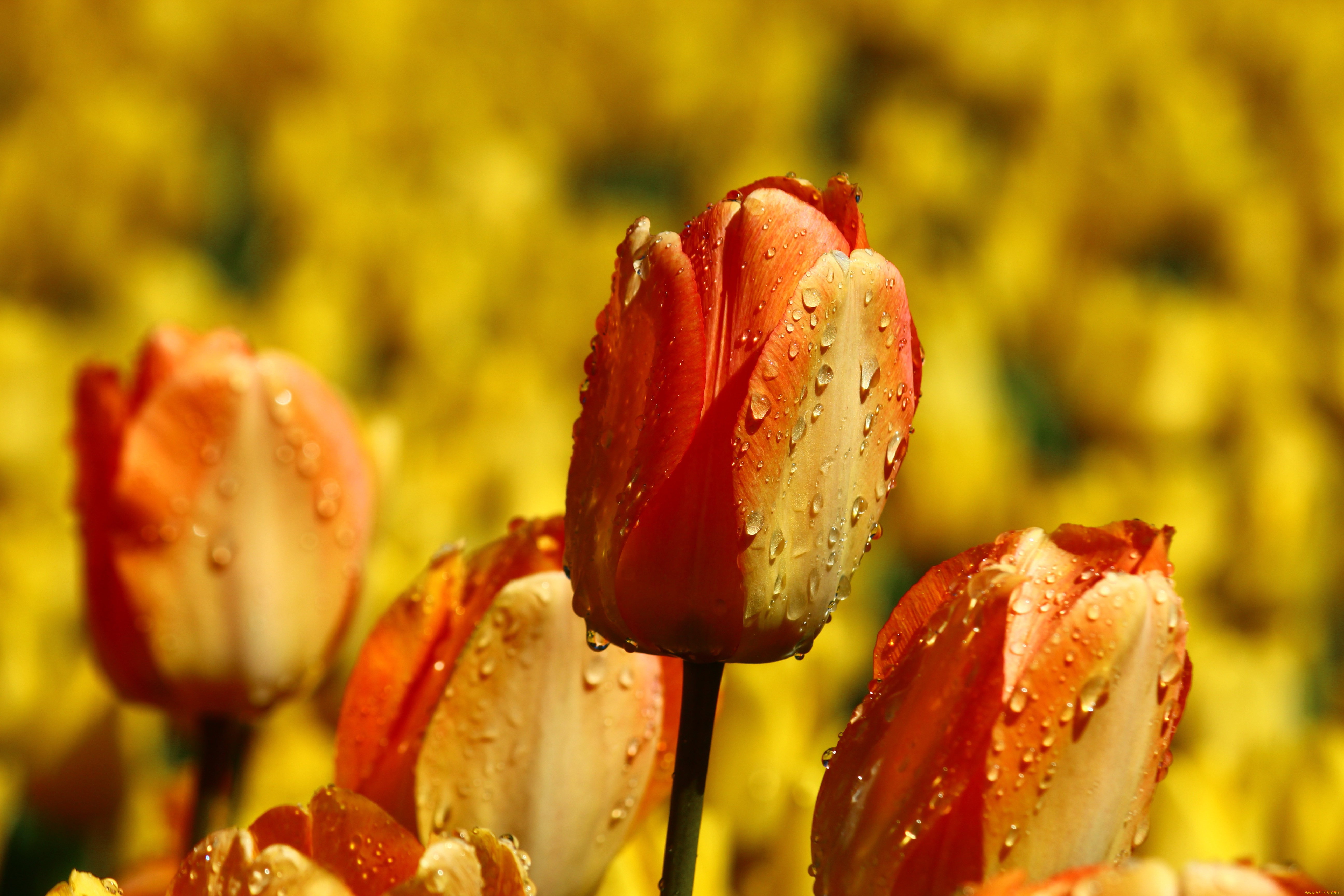 цветы, тюльпаны