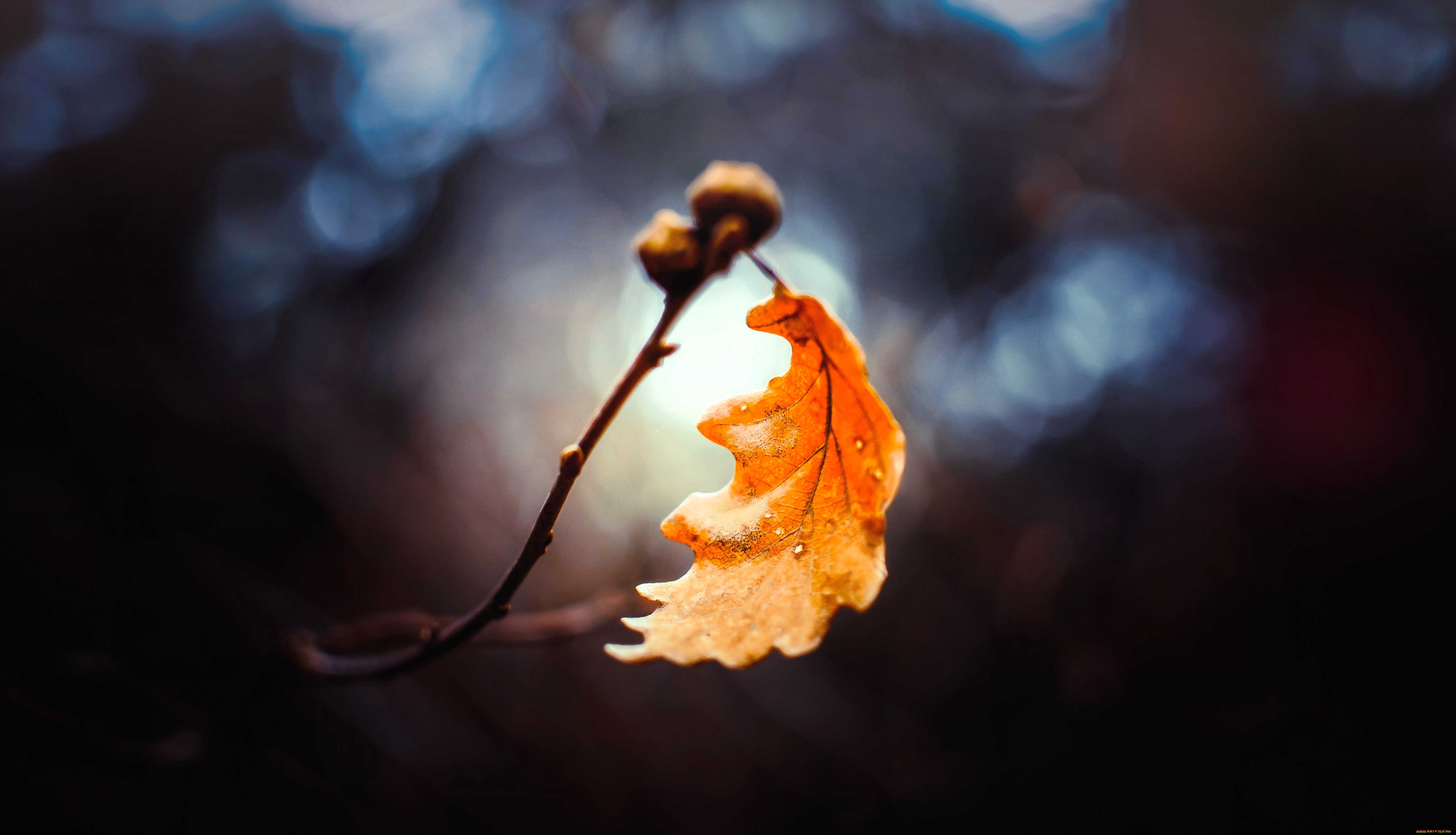 природа, листья, ветка, дуб, лист, осень