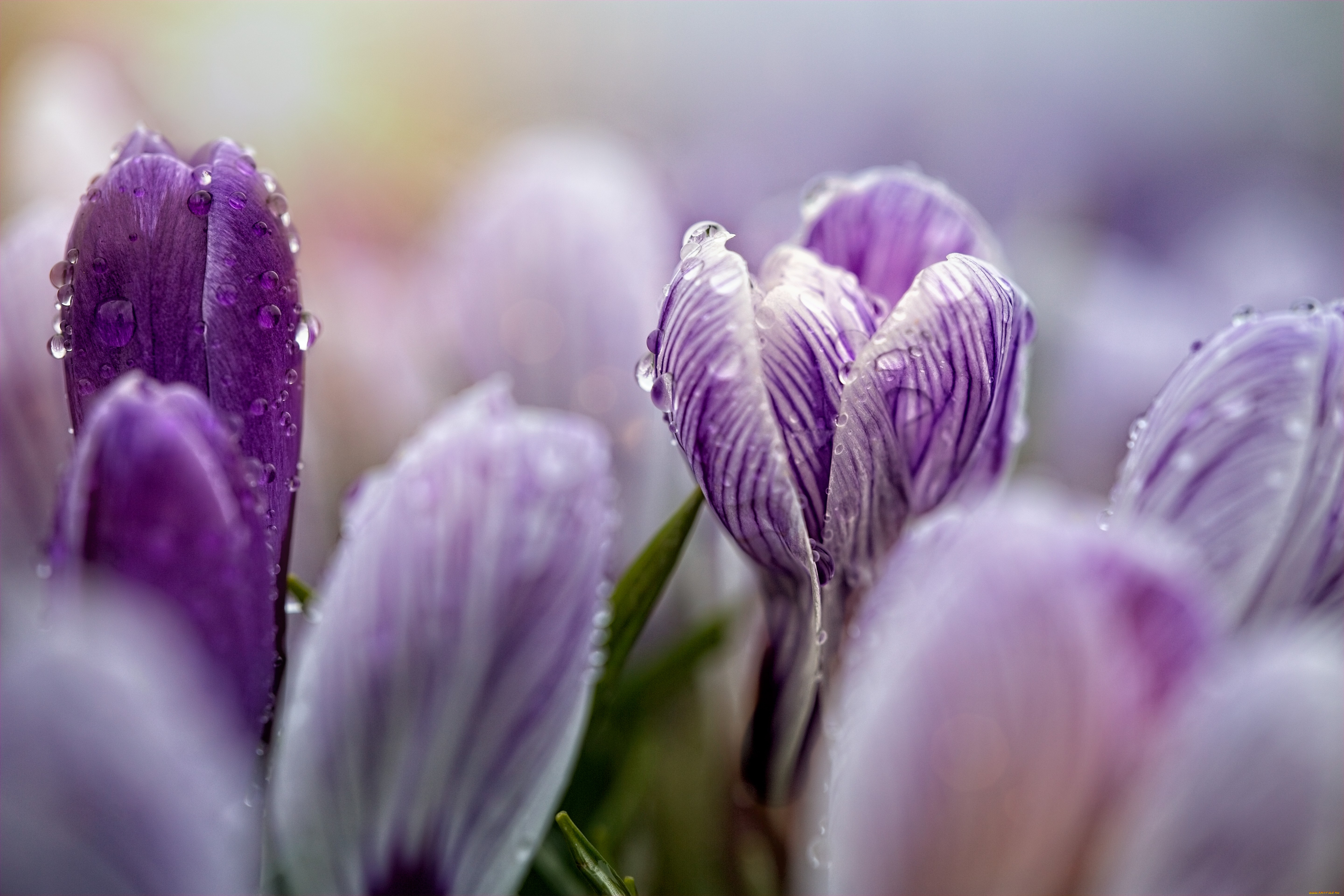 цветы, крокусы