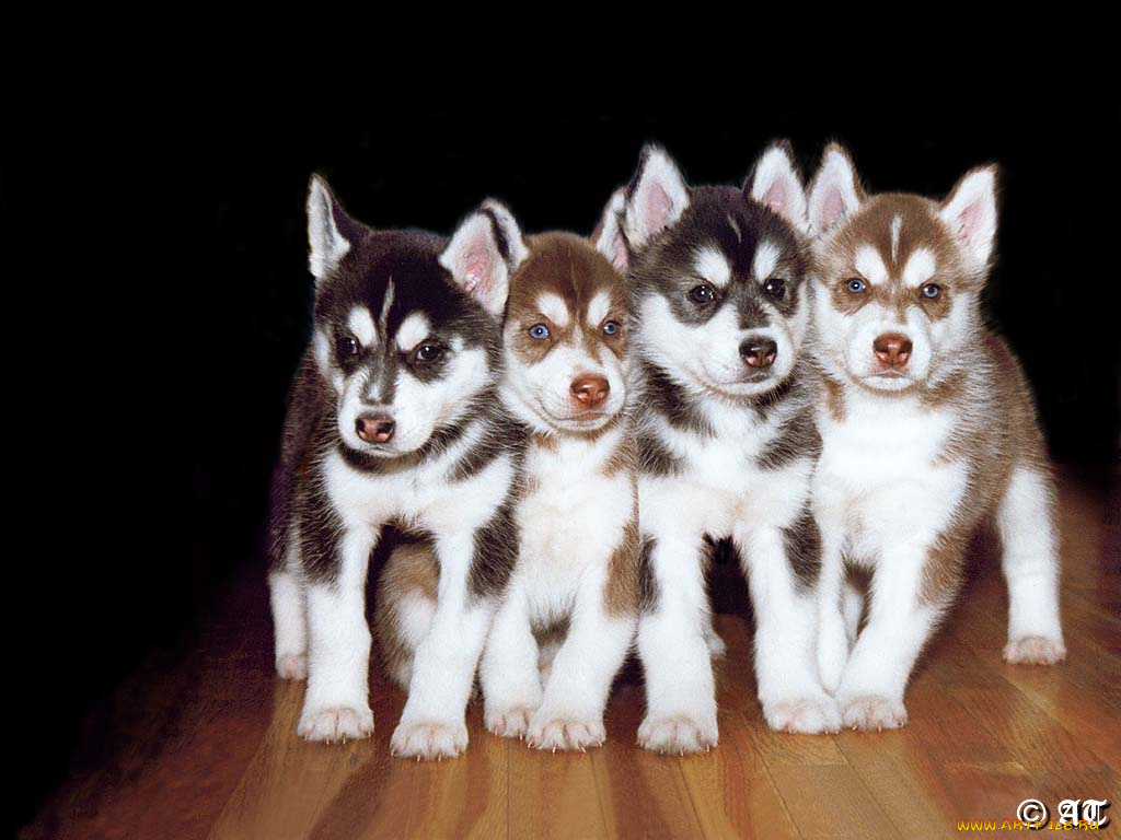 щенята, лайки, животные, собаки