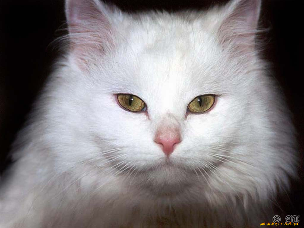 животные, коты