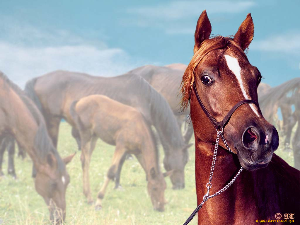 животные, лошади