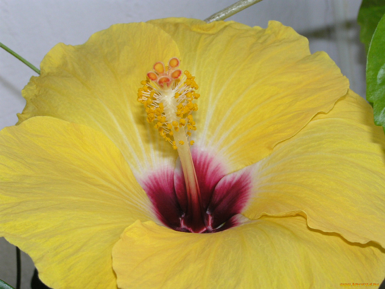 цветы, гибискусы