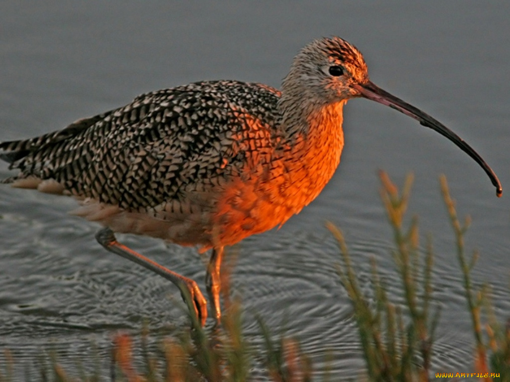 животные, птицы