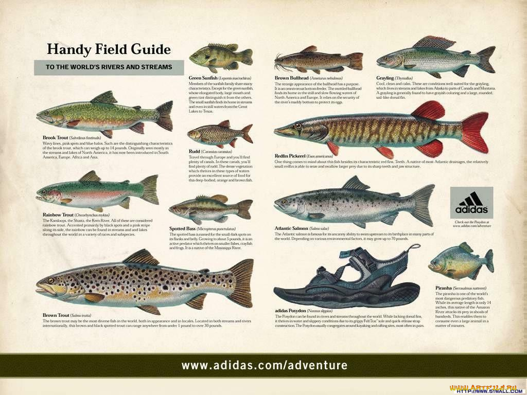 adidas, бренды