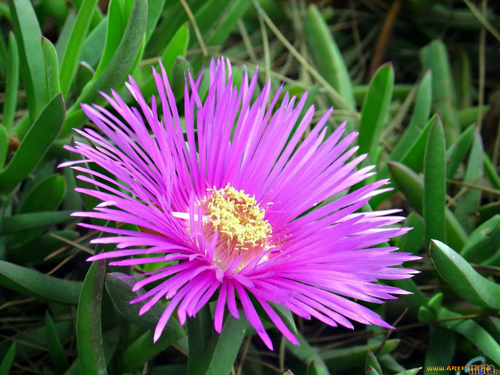 цветы, аизовые