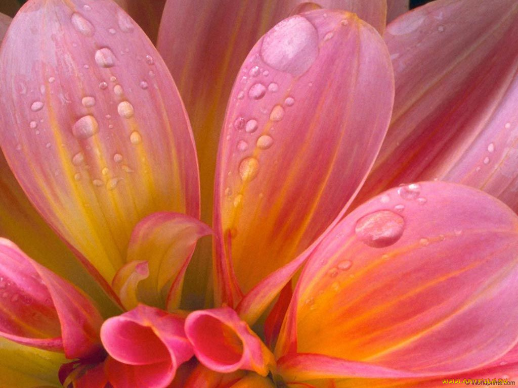 цветы, георгины