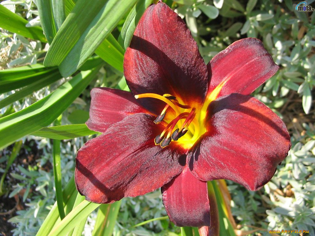 цветы, лилии, лилейники