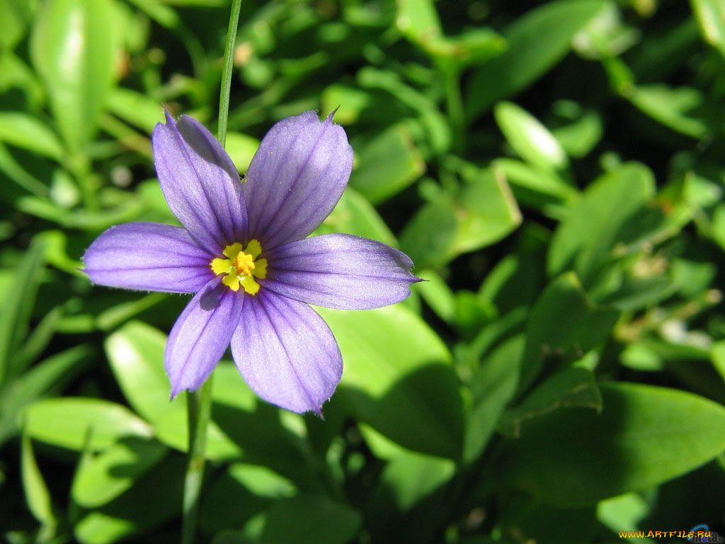 цветы, луговые, полевые