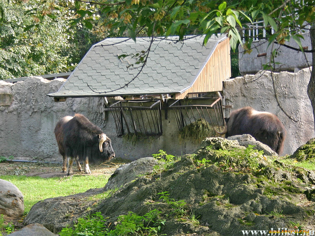овцебык, животные, коровы, буйволы