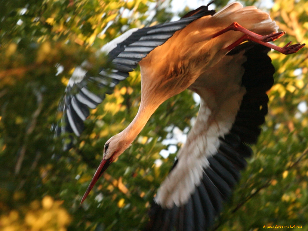 животные, аисты