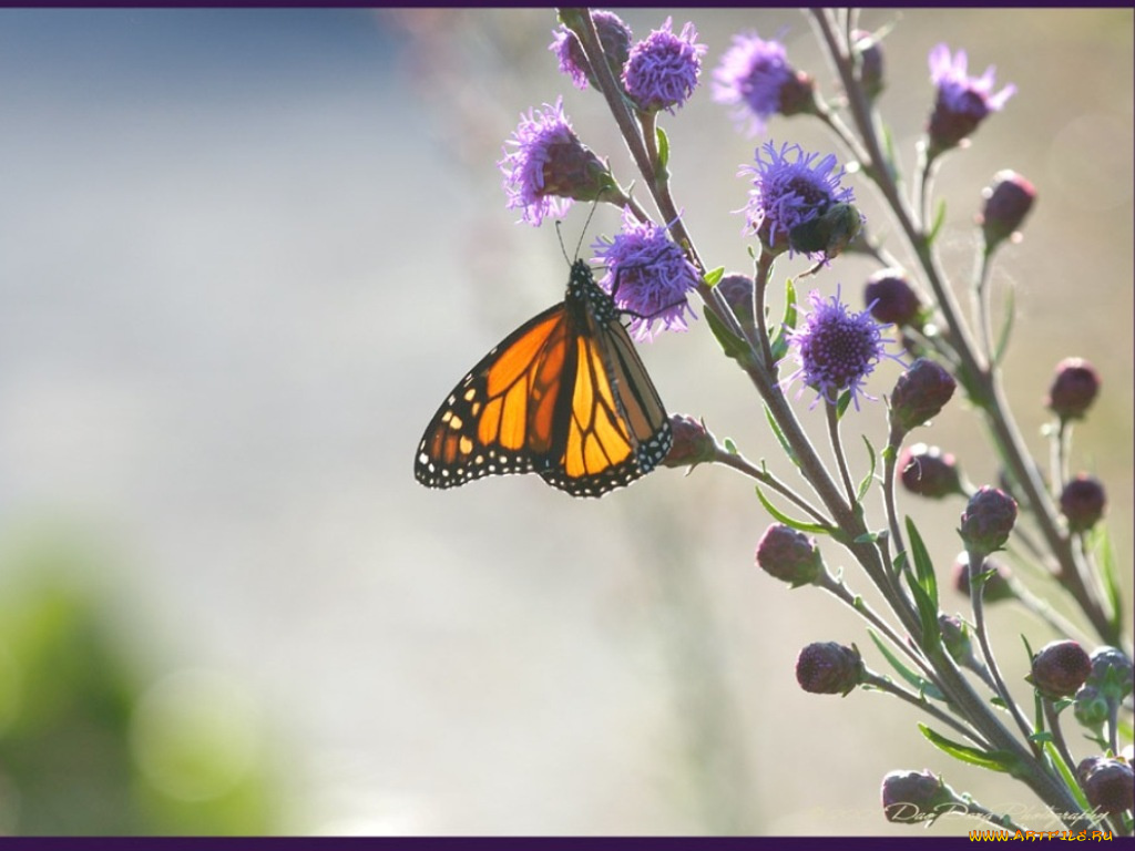 животные, бабочки