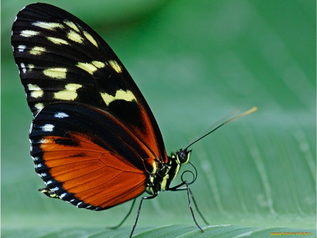животные, бабочки