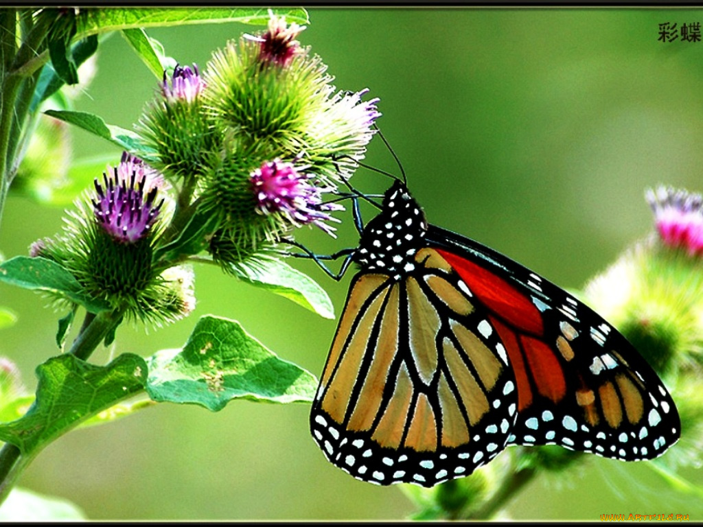 животные, бабочки