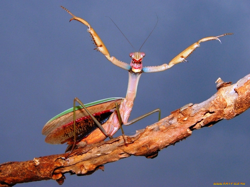 животные, богомолы