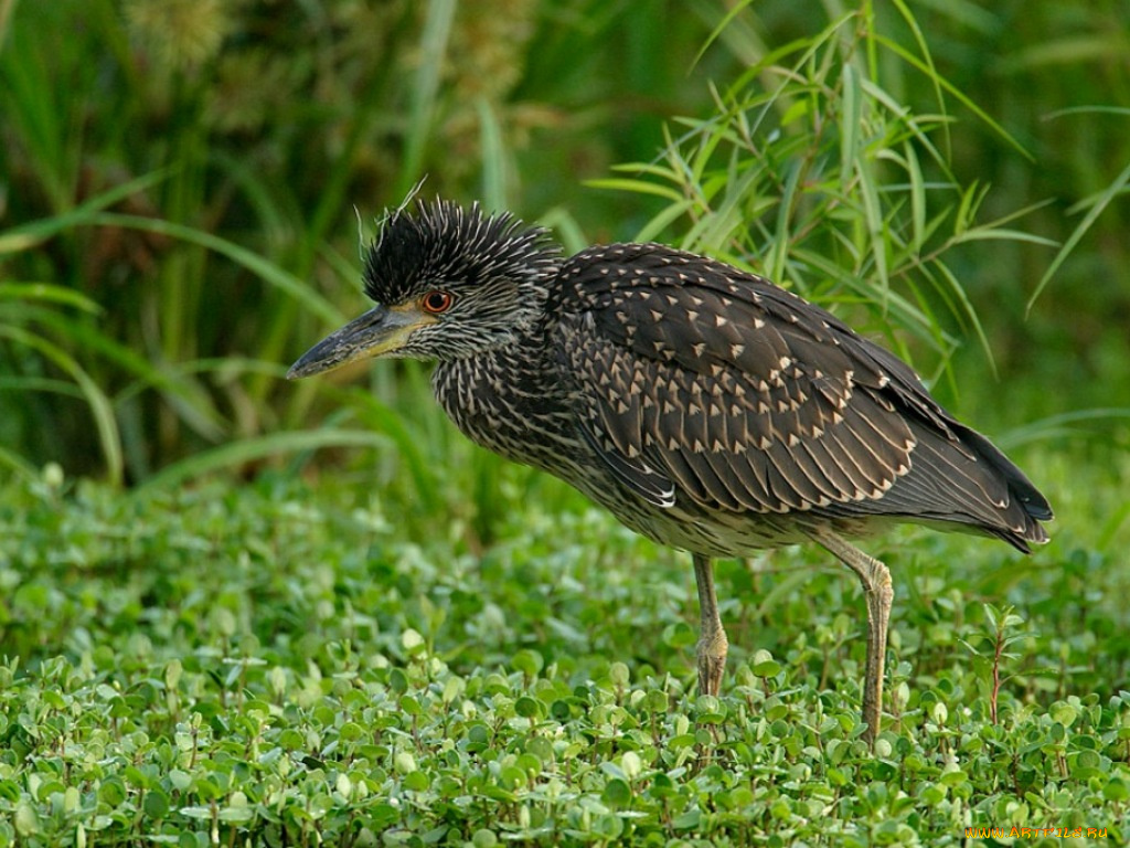 животные, цапли