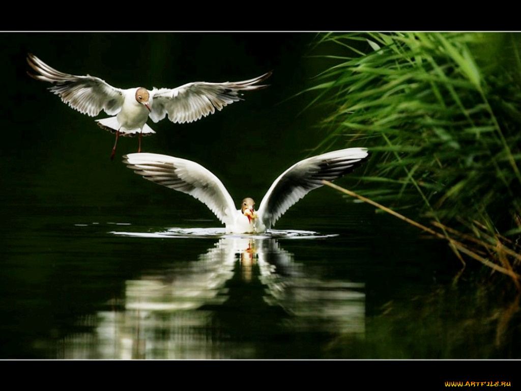 животные, Чайки, бакланы, крачки