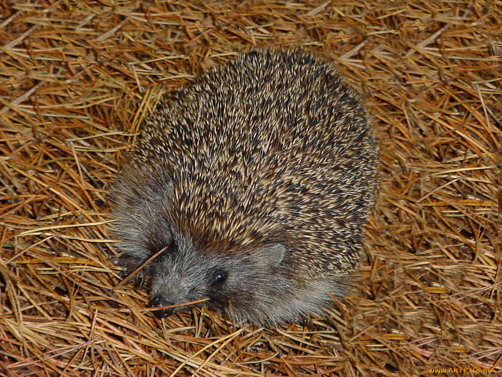 животные, ежи