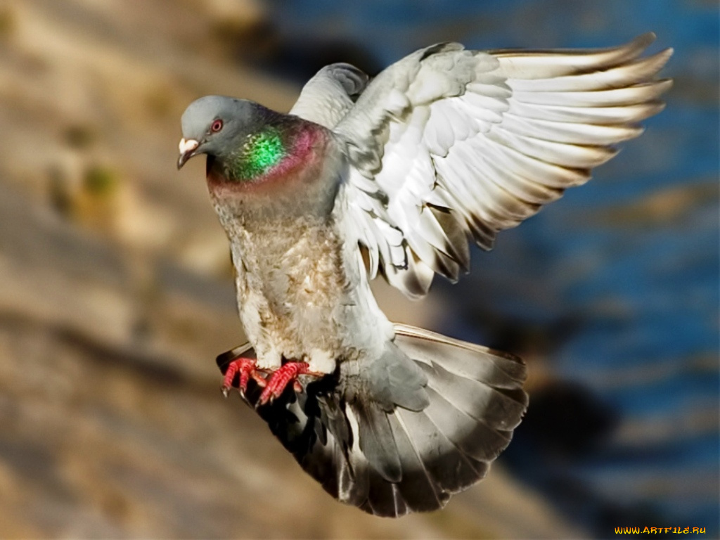 животные, голуби