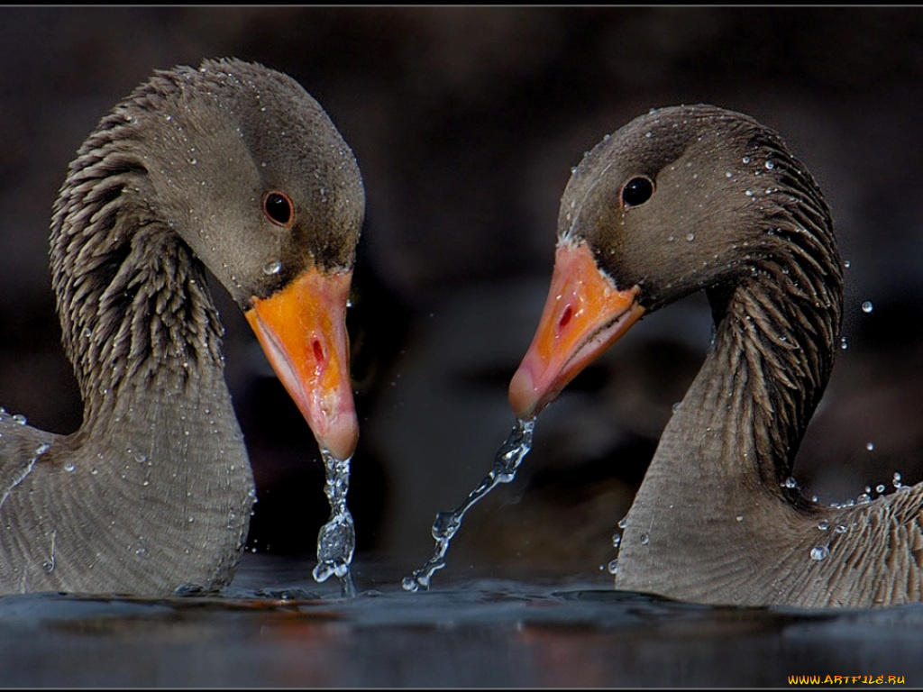 животные, гуси