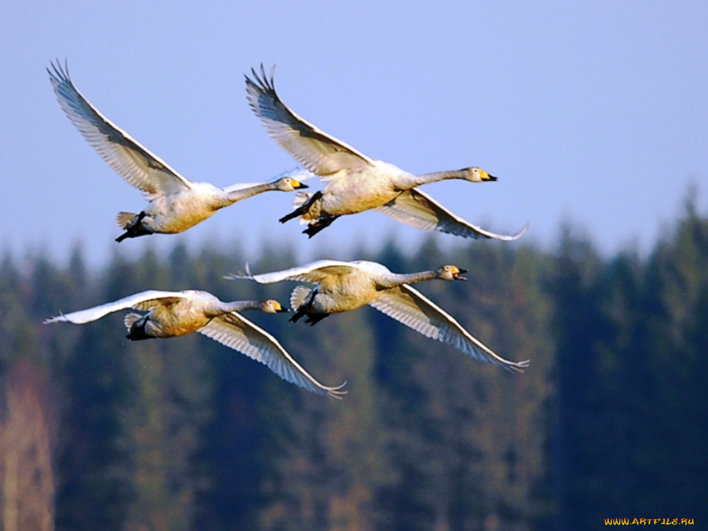 животные, гуси