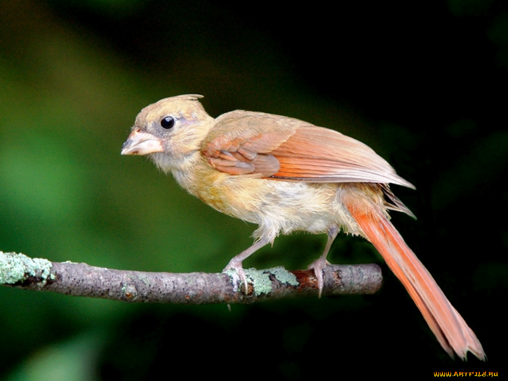 животные, кардиналы