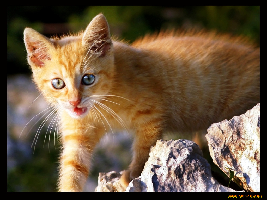 животные, коты