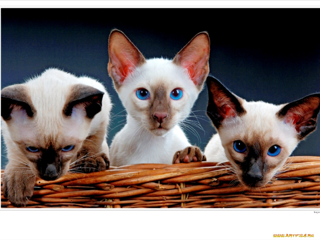 животные, коты