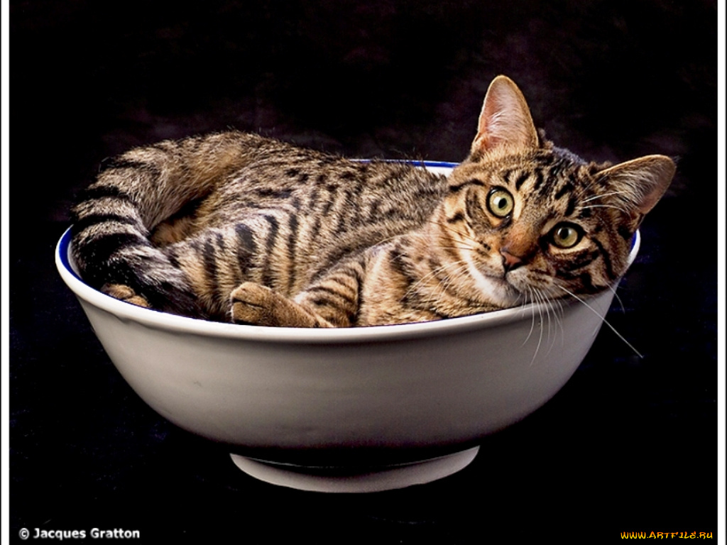 животные, коты