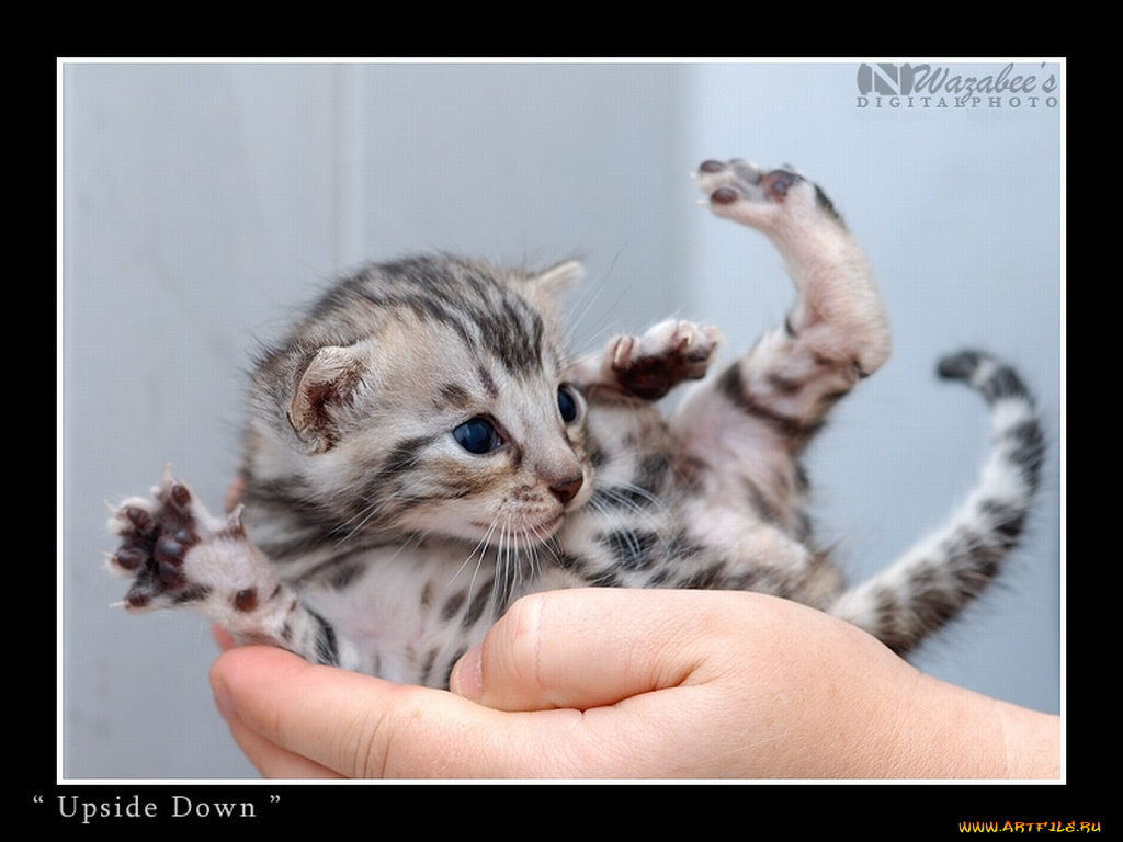 животные, коты