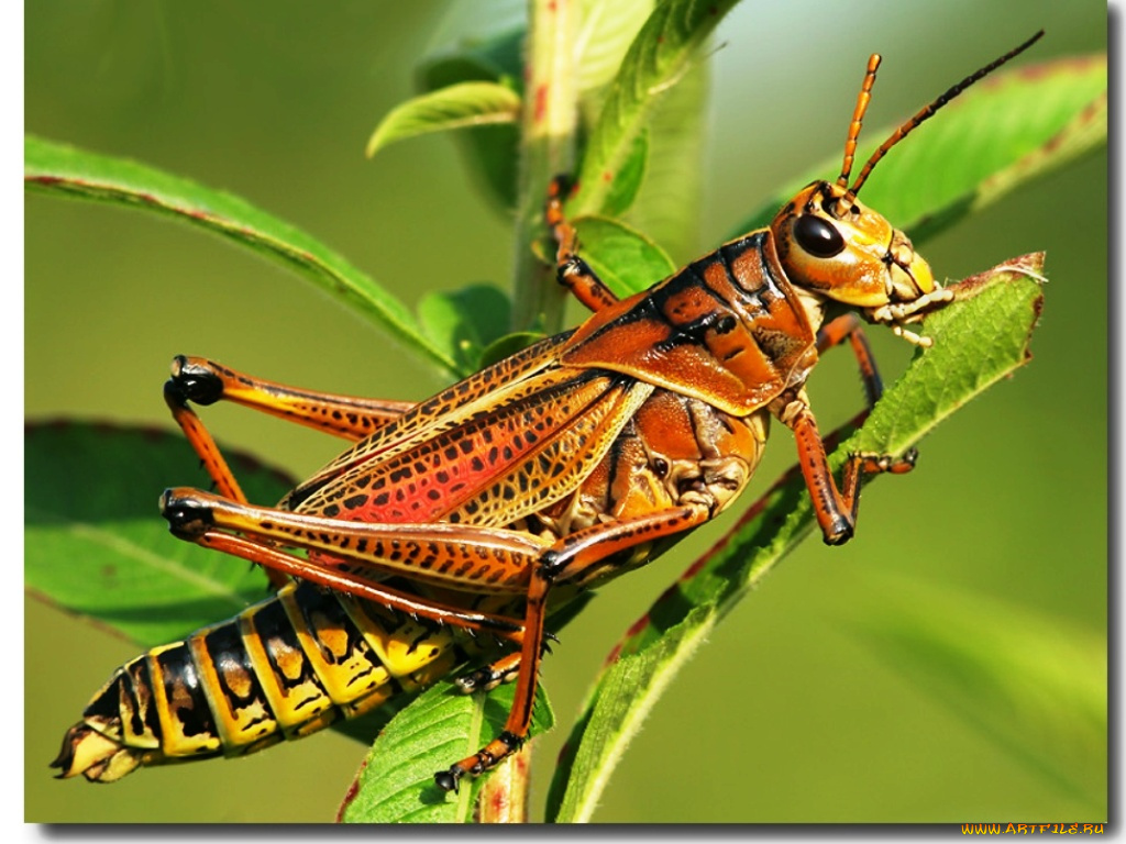 животные, кузнечики, саранча