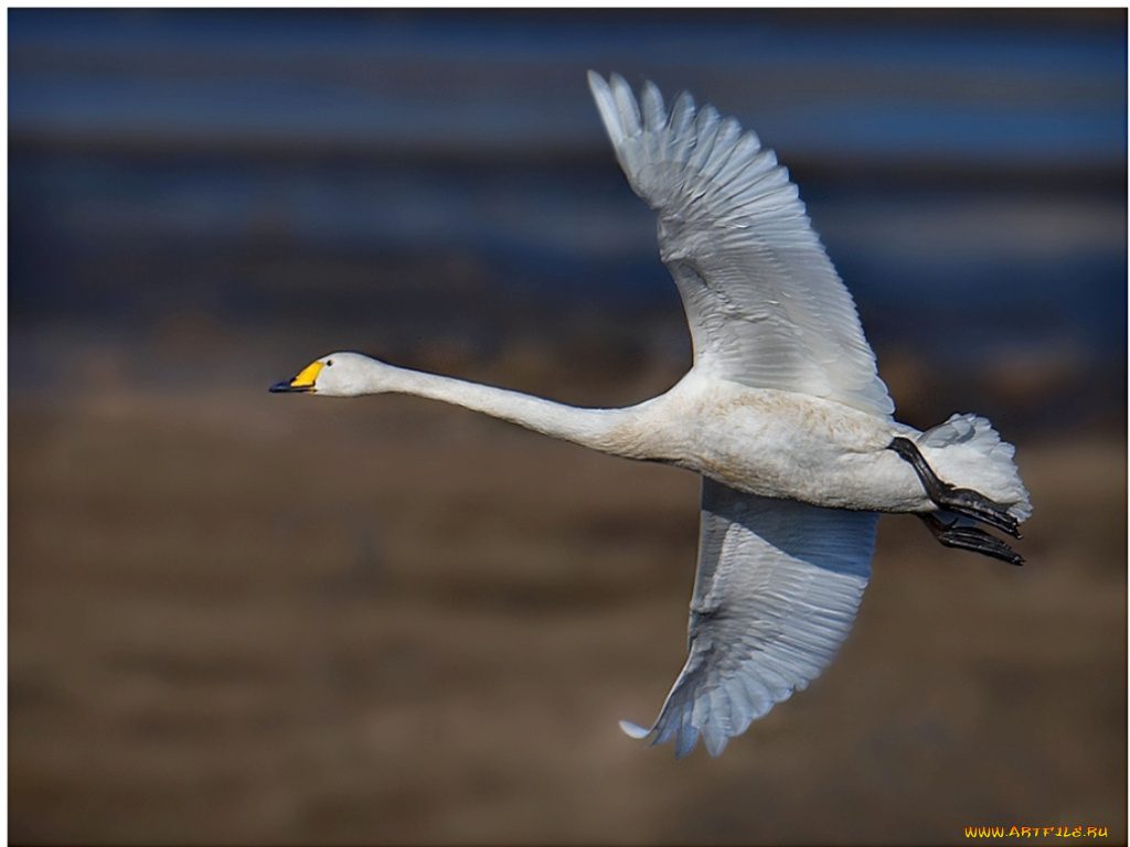животные, лебеди