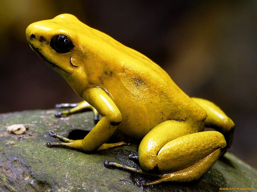 животные, лягушки