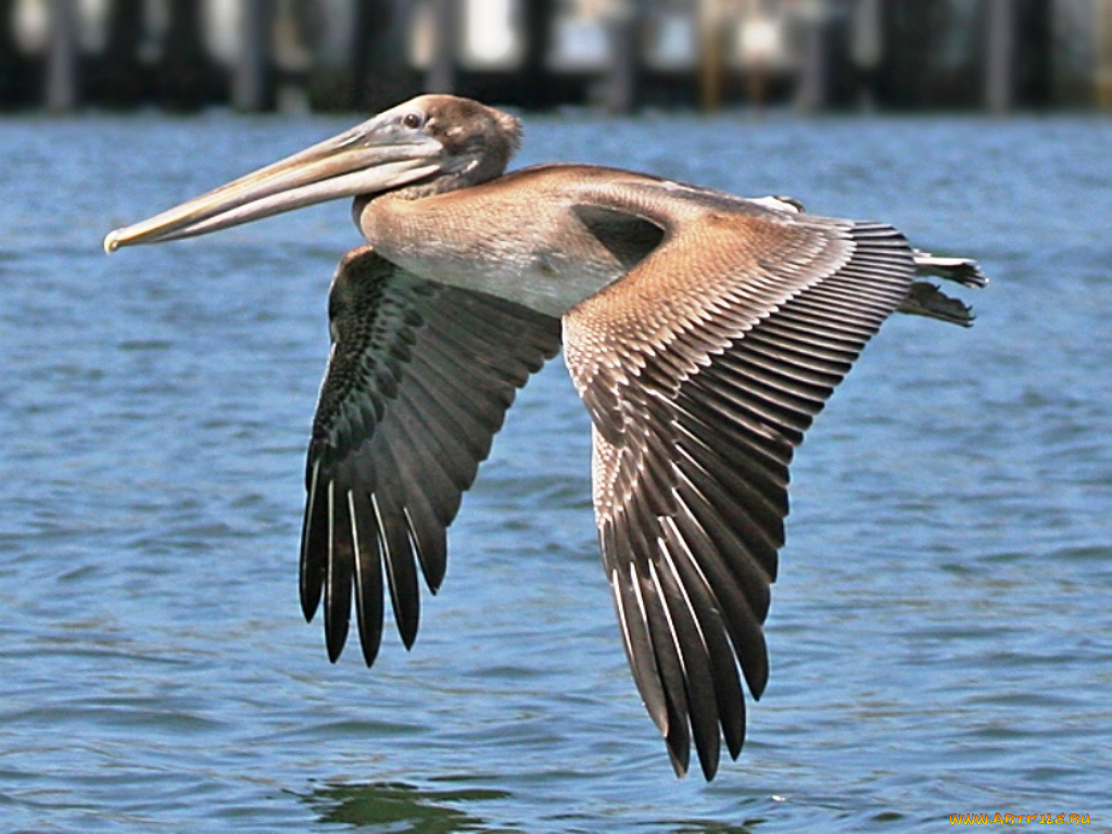 животные, пеликаны