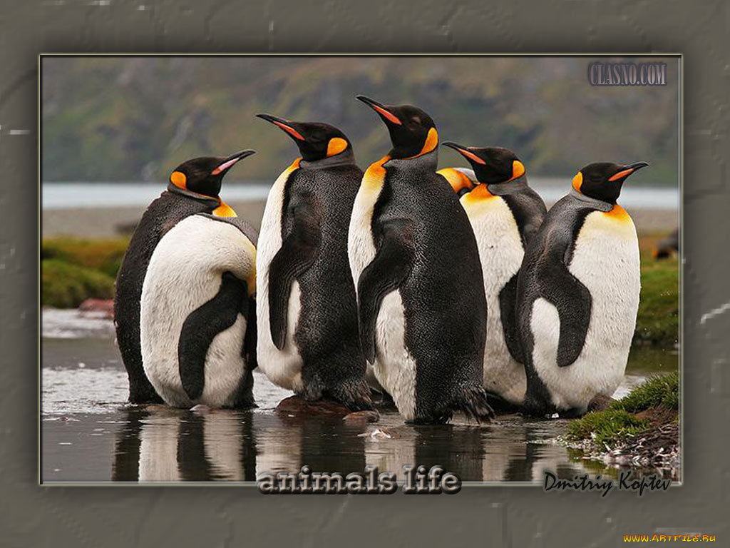 животные, пингвины