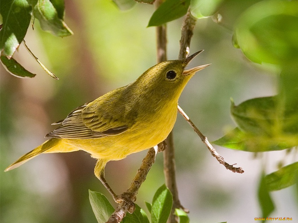 животные, птицы