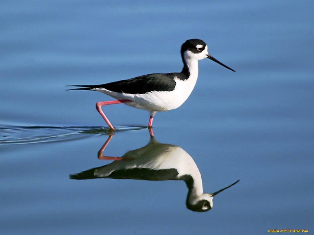 животные, птицы