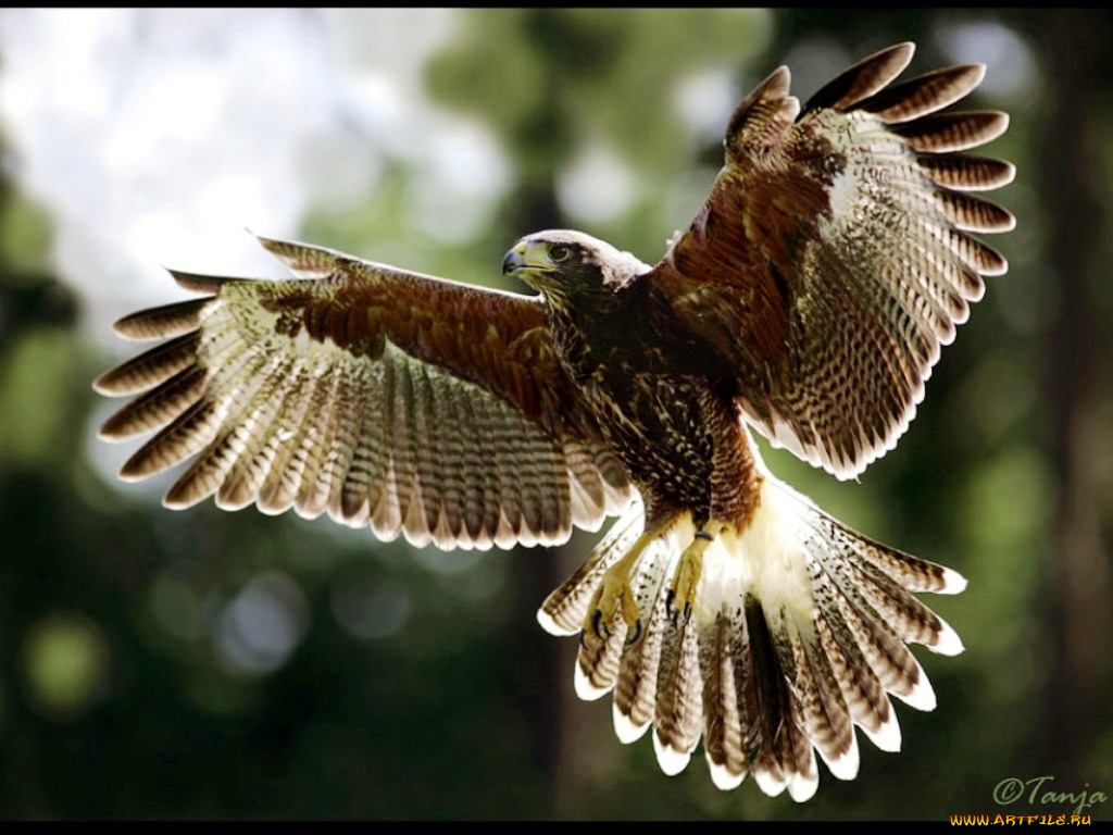 животные, птицы, хищники