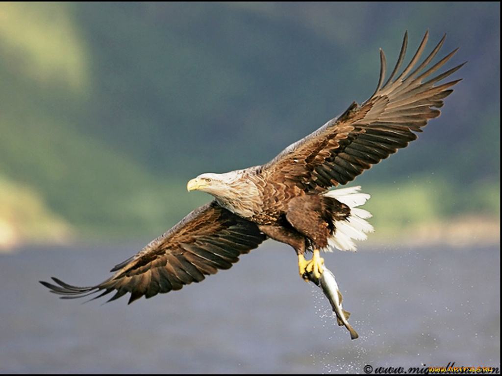 животные, птицы, хищники