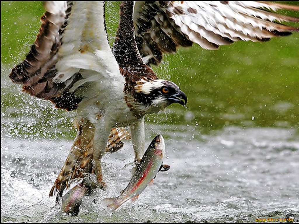 животные, птицы, хищники