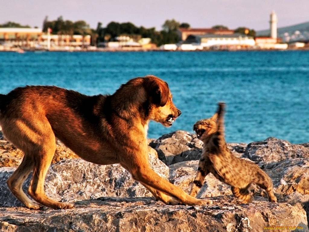 животные, разные, вместе