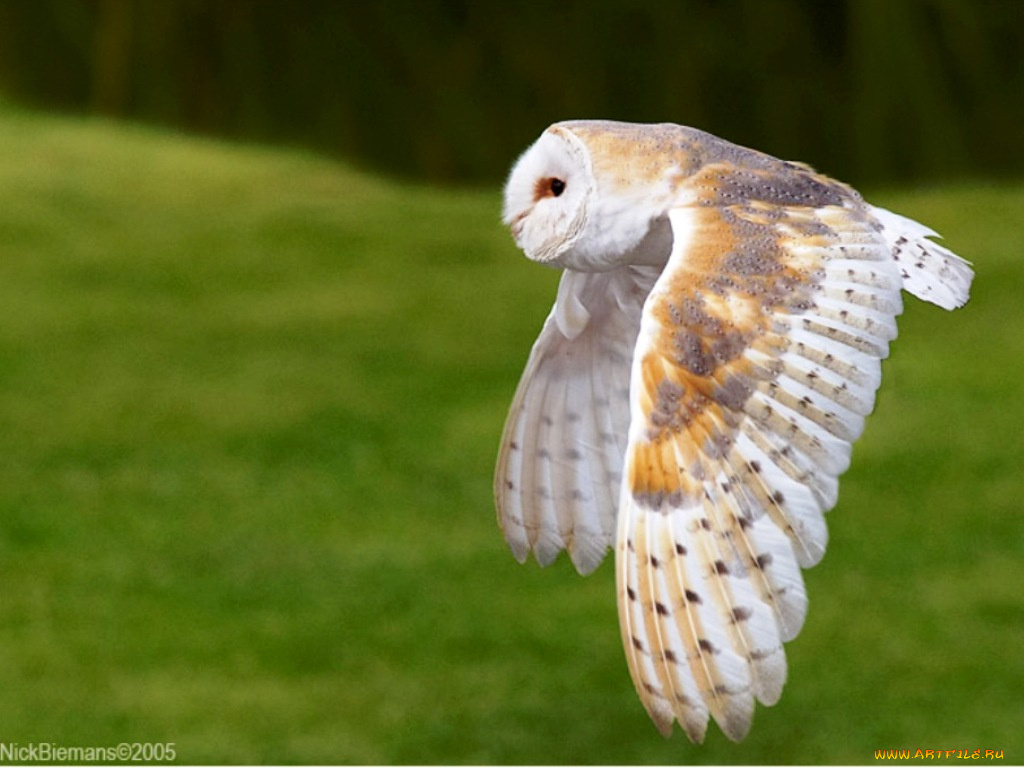 животные, совы