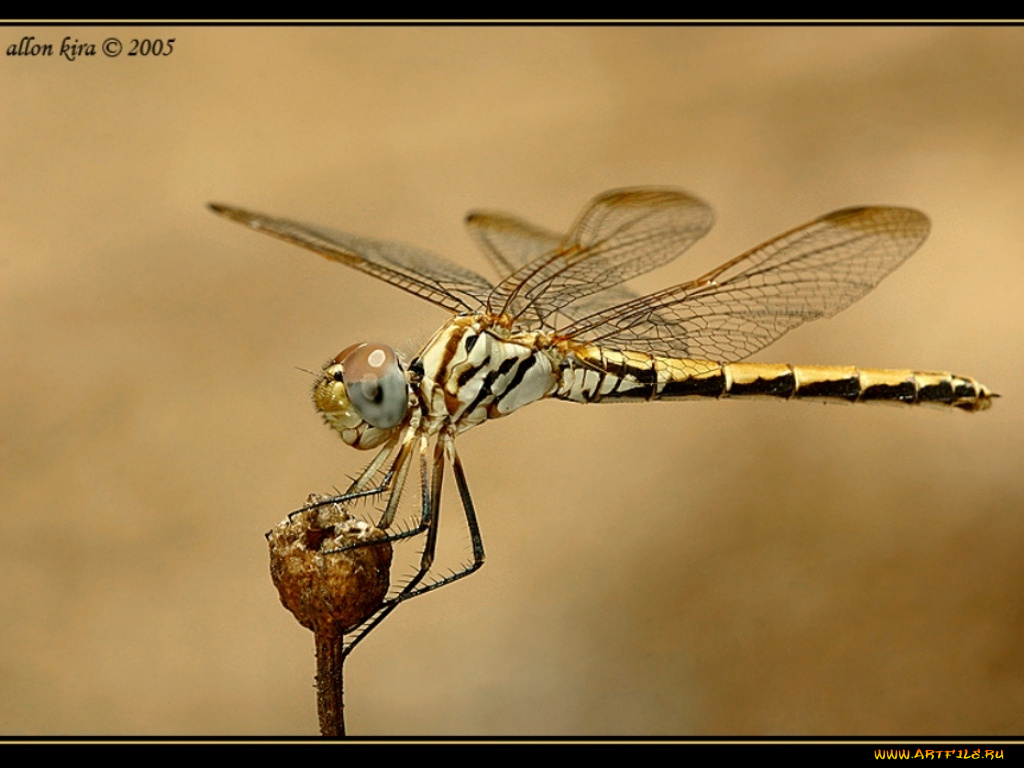 животные, стрекозы