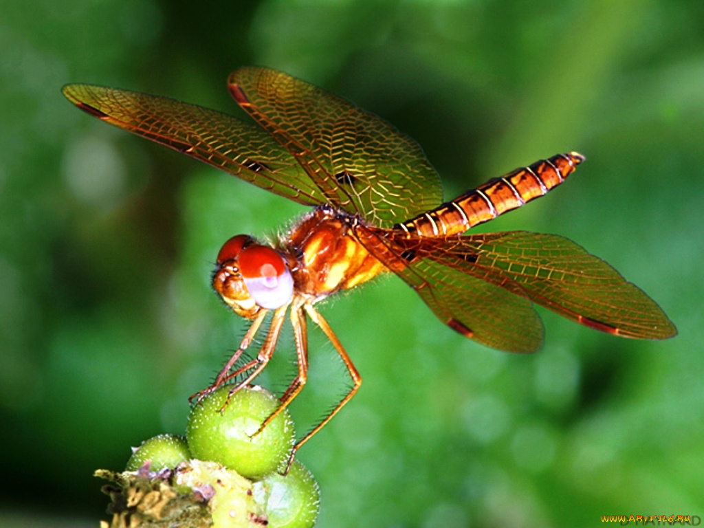 животные, стрекозы