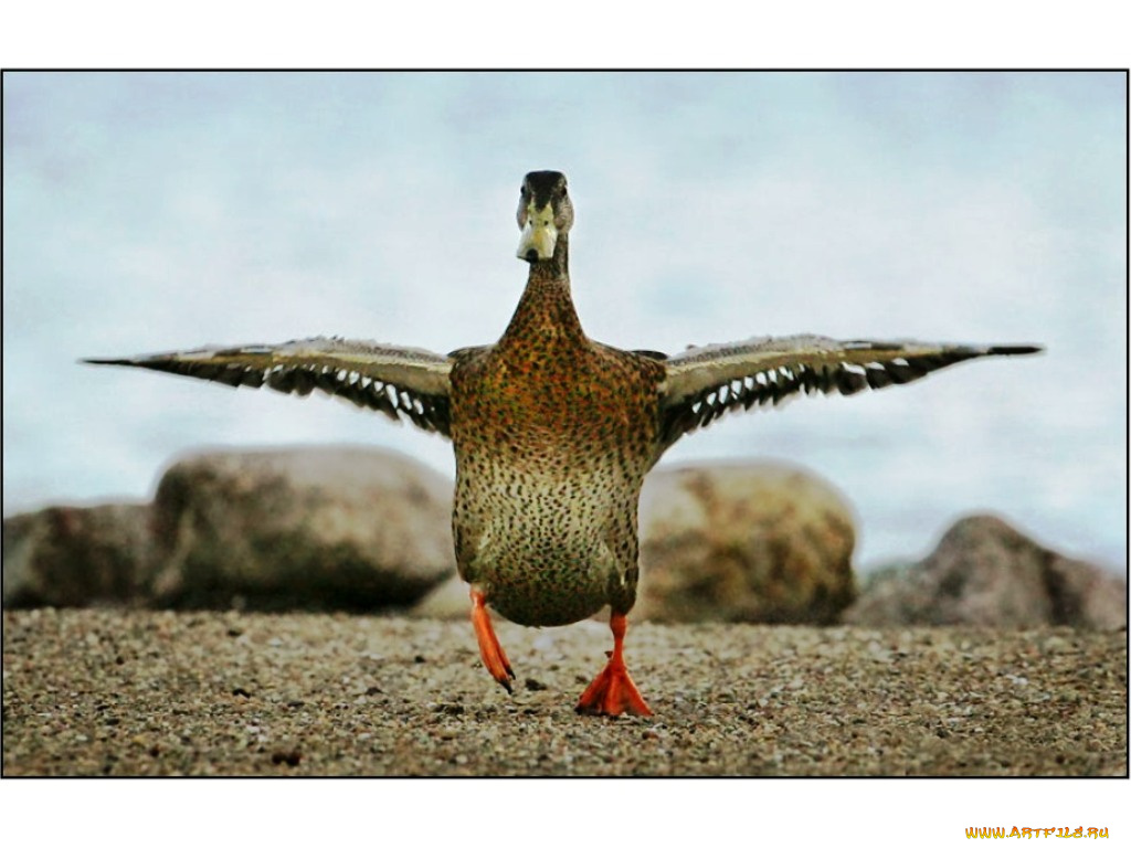 животные, утки