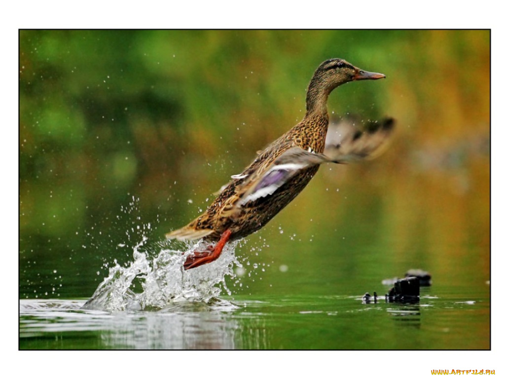 животные, утки